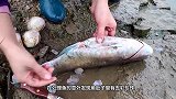 男子捕获大鱼，正准备开膛破肚煮着吃，意外发现宝贝