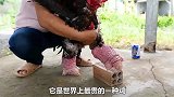 越南东涛鸡，一对鸡爪售价超千元