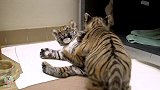 两只小老虎初次见面，便一见如故，嬉戏打闹好可爱