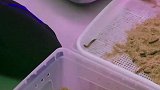 创造101吴宣仪帮忙捡大麦虫的样子，真的是一顿操作猛如虎