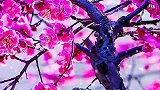 谁说梅花没有泪