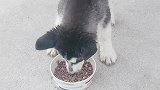 二哈和饭碗干起架了，因为饭少了，以为是饭碗吃的