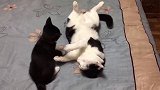 猫咪躺在女孩身上，一直被女孩按摩，看样子好舒服啊！