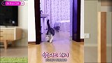 猫咪们如何对待看不见的障碍？让这个视频告诉你，心疼铲屎官一秒