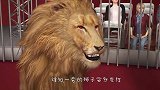 驯兽师正在工作，狮子突然发狂，咬住驯兽师咽喉不放！