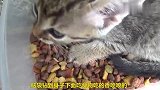小奶猫独占食物，一点也没顾及其他同伴，太自私了