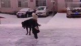 忠犬守护小主人，真不愧是顶级的防暴犬