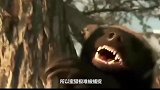 狮子捕食蜜獾，被平头哥打了一拳，感觉狮子都蒙了