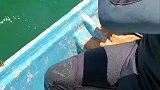 我给过鱼生路，可它们都选择了死路