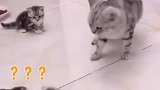 猫妈不堪小猫骚扰，暴起揍猫搞错对象，孩子：躺着也中枪啊