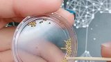 花苞球其实很简单，做好以后立体感特别强，放到指甲上看看如何！