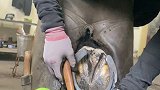 除了我，飓风应该最爱钉蹄师了吧飓风呀 萌宠出道计划