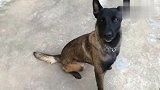 搞完训练“累成狗”的警犬