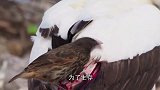 为了生存，这种鸟“嗜血成性”，简直是现实版“吸血鬼”！