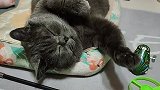 我是菠小萝