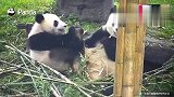 周围有一堆竹子宝宝偏偏跟妈抢，在被挨打边缘疯狂试探刺激