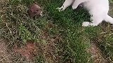 猫：机会给你了，是你自己不逃命的！