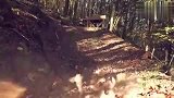 视频公司-激情的森林骑行者 崎岖道路上大秀车技