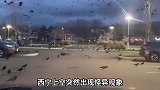 青海西宁出现“不祥之鸟”，黑鸟成群遮天蔽日，这是预示着什么