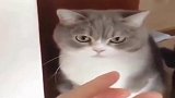 猫咪：当时那块糖离我只有0.0001毫米，被黑猫抢走了！