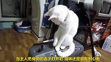 主人和猫咪玩盖子游戏，强迫症的猫咪真是被害苦了