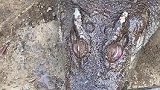 广西柳州：200斤鳄鱼被吓后待水里溺死