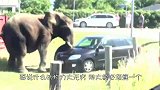 大象闯入马路，强行卸下小车的“天灵盖”，网友：太牛了！