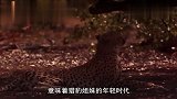 生命故事：猎豹不愧是顶尖猎食者,捕杀羚羊速度极快,羚羊绝望了