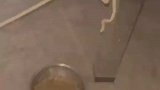 第一批回村的猫已经被拴起来了