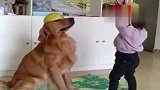 小狗一来，就被闺女赐了一顶帽子，这一人一狗的游戏，看完都别笑