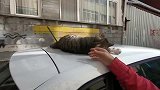 小猫咪躺在车顶上撒娇卖萌，结果悲剧了，太搞笑了