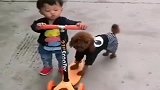狗狗看小主人不会玩平衡车，直接抢走了，这狗狗真是成精了