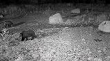 黑熊捕食野猪，已到身后野猪毫无察觉，结果会怎样呢