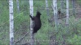 黑熊捕食野猪，已到身后野猪毫无察觉，结果会怎样呢