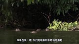 动物：水獭遇上鳄鱼，二话不说冲上去就开撕