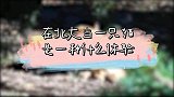 在北大做一只猫是什么体验