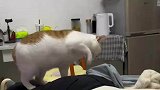 女子当着猫猫面放了屁，不料猫猫当粑粑埋了起来