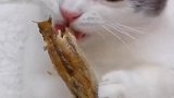 猫：只要有小鱼干，彩礼什么的都可以商量！