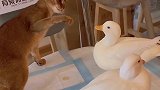 猫：这鸭子看起来不好惹呀！