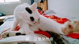 猫咪为了找靓妹，开始一番打扮，唯独不洗脸，铲屎官很是担忧噢