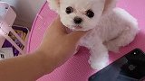 茶杯犬幼齿脸就是让你猜不到年龄。来评论看他多大了