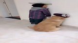 爆笑家规，狗子和小孩一概不放过！