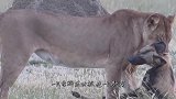 生活不易全靠演技，狼“装死”躲避狮子捕食，狼：我当时害怕极了