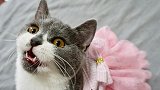 小猫连续3次偷大猫衣服，主人发现后穿在小猫身上，小猫一脸满足