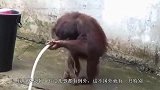 一只有洁癖的大猩猩，管理员不帮忙，就自己动手洗香香