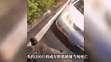 马路突现“二师兄”！一私家车遭野猪“吻”上，车损气囊被弹出