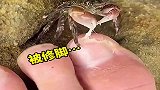 小螃蟹抠脚皮，抠的真干净