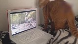 呆萌的猫咪，想要抓电脑里的兔子，却撞到墙上！