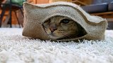 发现一只躲起来的猫咪，猫咪这水灵灵的大眼睛，真是萌！