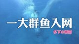 一群鱼入网的水下画面，震撼！